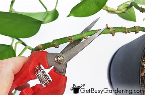 Pothos Plant Care Guide How To Grow Devils Ivy Get Busy Gardening