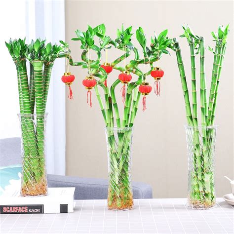 Dracaena Sanderiana Lucky Bamboo Straight Bamboo Stalks Home Decor