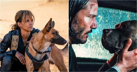 10 Things You Didn't Know About John Wick's Dogs | ScreenRant