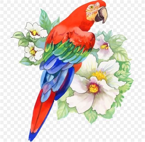 Bird Parrot Drawing Watercolor Painting, PNG, 700x800px, Bird, Art ...