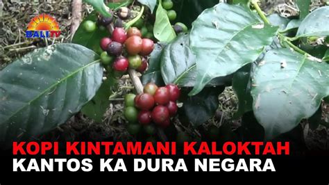 KOPI KINTAMANI KALOKTAH KANTOS KA DURA NEGARA YouTube