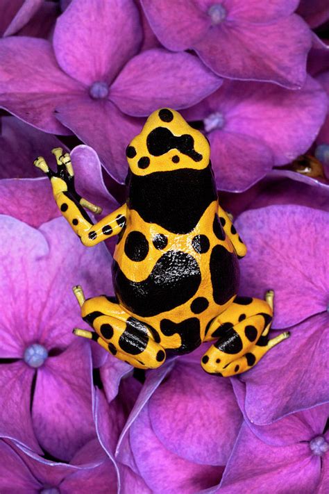 Bumble Bee Dart Frog Photograph By Adam Jones Pixels