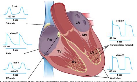 Figure 1 From Regulatory Networks In Cardiac Conduction System Development Semantic Scholar