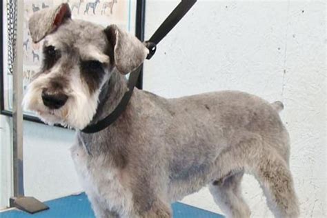 37 Cute Schnauzer Haircut Ideas - All The Different Types and Styles