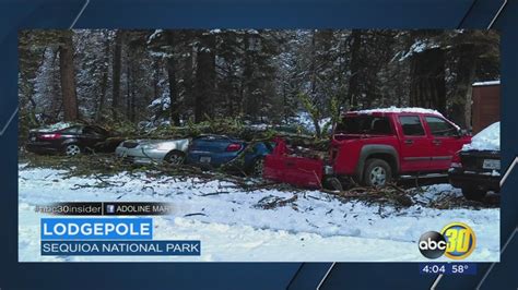 Large tree crushes Lodgepole employees cars in Sequoia National Park ...