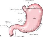 Gi Small Bowel Series Flashcards Quizlet