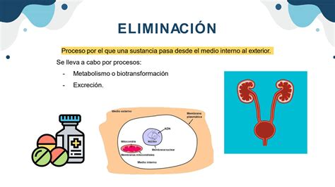 SOLUTION Metabolismo Y Excrecion De Farmacos Studypool