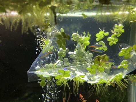 9 Best Floating Aquarium Plants For Beginners