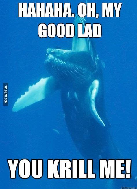 15 Whales Ideas Whale Puns Punny