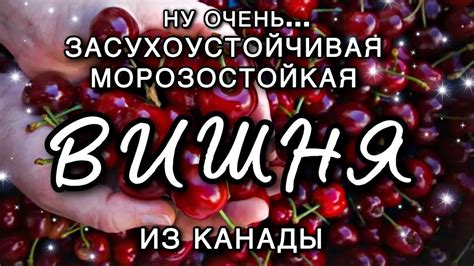 Вишня сорт Кармин Джуел из Канады. Засухоустойчивая и морозостойкая ...