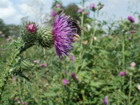 Kostenlose Foto Natur Bl Hen Wiese Pr Rie Blume Lila Tier