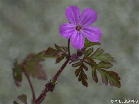 Géranium herbe à Robert Geranium robertianum Géraniaceae