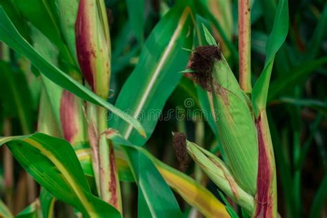 Plantas De Milho Jovens Num Campo Plantas De Milho Ou Milho Doce