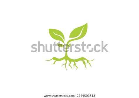 Growing Seed Logo Design Template Fit Stock Vector Royalty Free