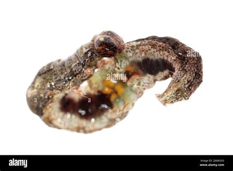 Butterfly Moth Caterpillar Larva Stock Photo Alamy
