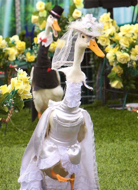 Did You Know Theres An Annual Duck Fashion Show In Australia