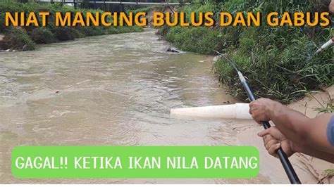 Niat Mancing Bulus Dan Gabus Dapat Ikan Nila Air Sungai Dangkal Ari