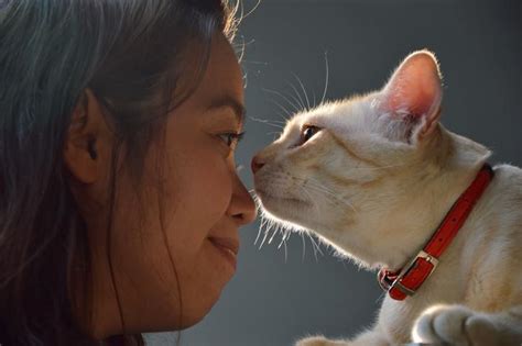 Por qué los GATOS se ACERCAN a la CARA Todas las razones