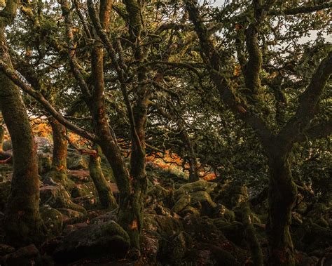 An Enchanting Walk Around Wistmans Wood She Walks In England