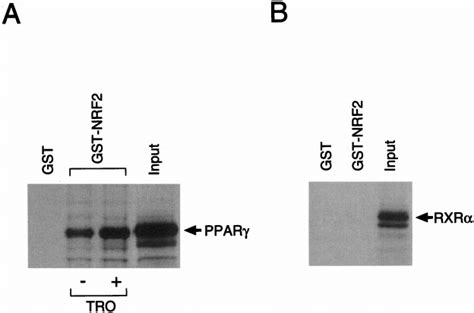 PPAR But Not RXR Interacts With NRF2 GST Pull Down Assays Using The