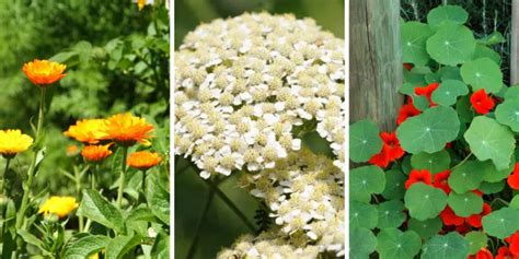 Plants That Will Attract Pollinators In Your Garden