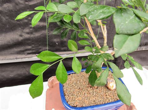 Flowering Orange Jasmine Bonsai Tree