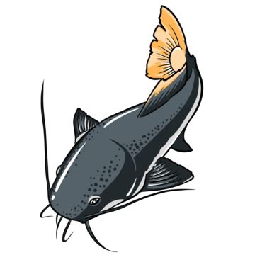 Gambar Ikan Lele Png Vektor Psd Dan Clipart Dengan Background