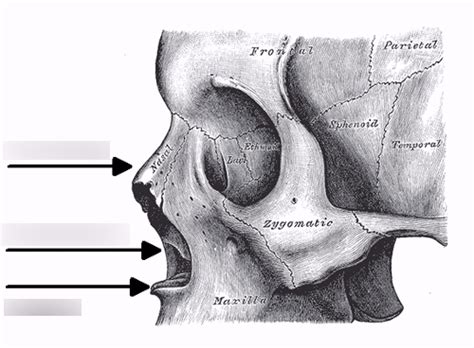 Skull Forensic Anthropology Diagram Quizlet