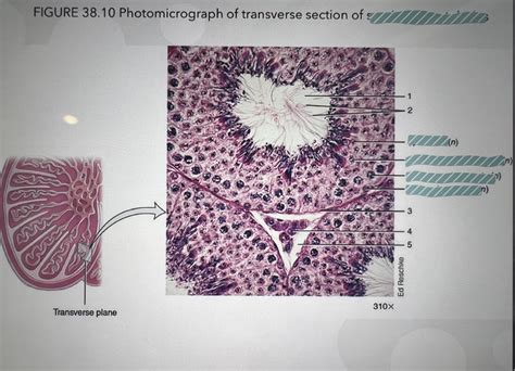 Seminiferous Tubules Histology Diagram Quizlet