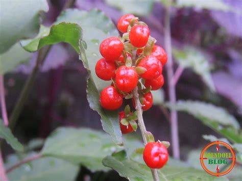 Sundul Langit: Apa Nama Tumbuhan Buah Merah ini