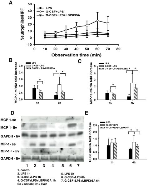 G CSF Induced LBP Expression Mediated Neutrophil Infiltration And