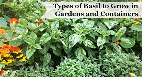 Types of Basil to Grow in Your Garden and Containers