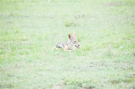 Wild Animals Of The African Jungle Stock Photo - Download Image Now ...