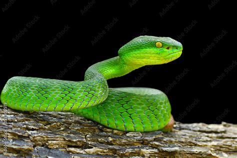 green viper snake on black background, venomous and poisonous snake ...