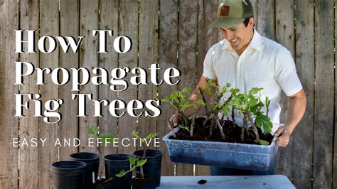 How To Propagate Fig Trees Easy And Effective Youtube