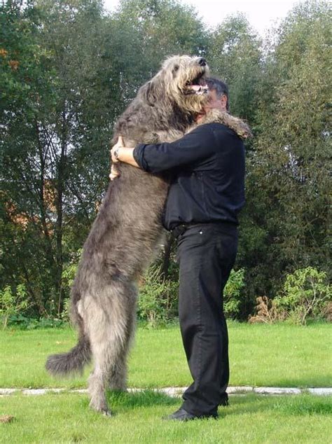 17 Best images about Irish Wolfhound on Pinterest | Adoption, Dog show and Eyes