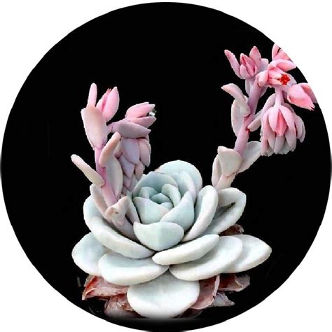 بذر ساکولنت اچوریا لویی یا اشوریا لاوی echeveria laui seed