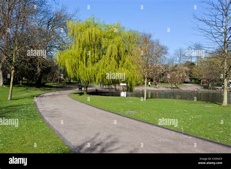 Weeping Willow Tree In Hanley Park Stoke Upon Trent Stock Photo Alamy