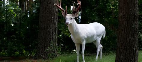 Seneca White Deer Herd (the history of white deer in Seneca, NY)