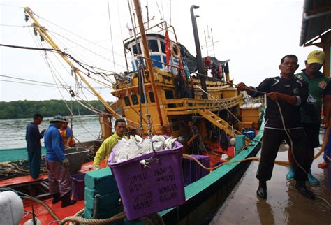 Duyung Asli Ikan Duyung Sebenar Di Malaysia - Kewujudan Mumia Ikan ...