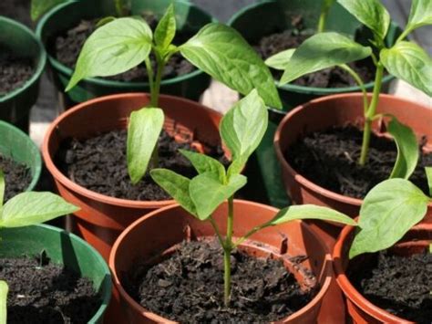 Understanding The Pepper Plant Life Cycle Life Cycle Of A Pepper Plant