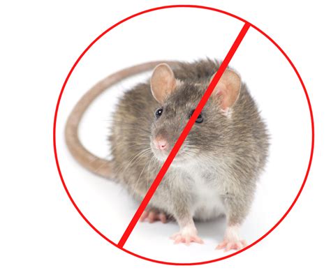 Toutes nos astuces pour se débarrasser efficacement des rats Coffia