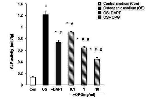 Alkaline Phosphatase Activity Of Vsmcs The Alp Activity Was Measured Download Scientific