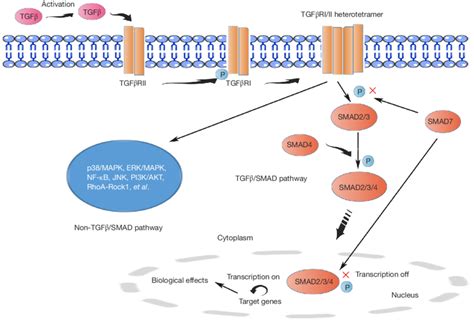 The Role Of Tgf Signaling Pathway In Cancer In The Smad Dependent