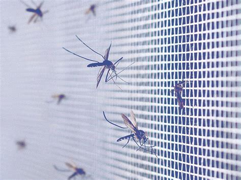 Parasitic Mosquitoes That Feed On Humanoids