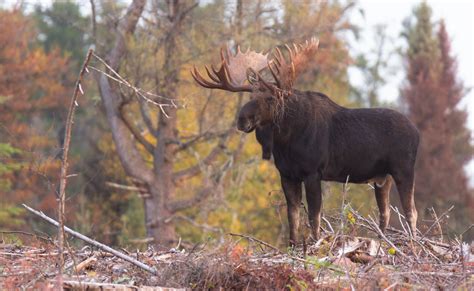 Biggest Moose 