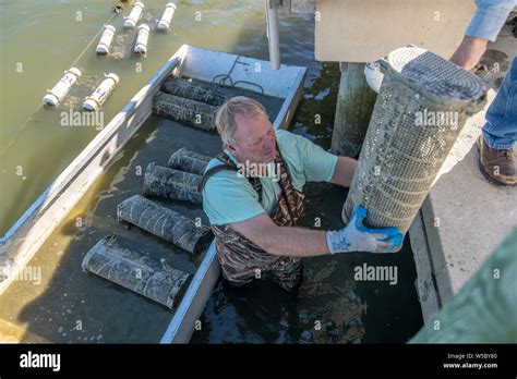 An Oyster Farmer Passes Up Crates Of Oysters Out Of The Water Hoopers