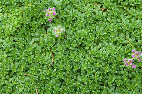 Low Maintenance Ground Cover Plants For Sun And Shade Atelier Yuwa