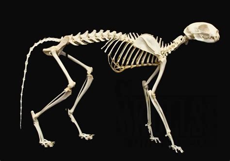 Vertebrae Diagram Quizlet