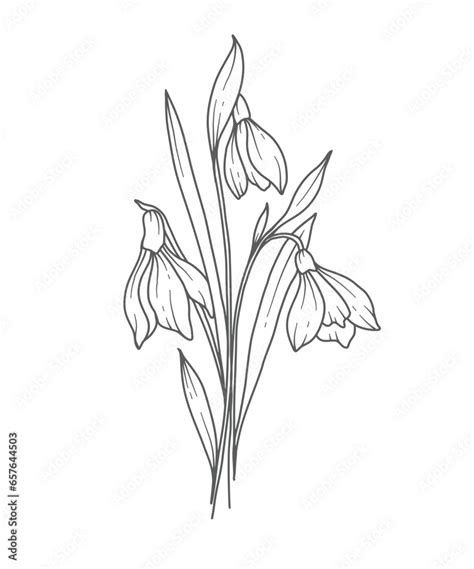 Snowdrops Line Art Snowdrops Flower Outline Illustration January